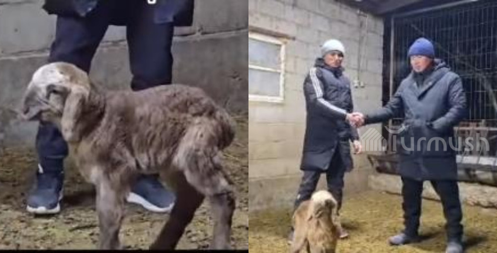 7 миң долларга сатылган 1 күндүк козу