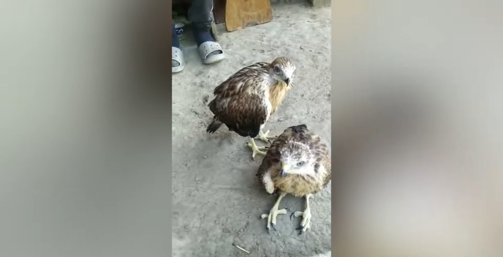 Птенцы курганника
