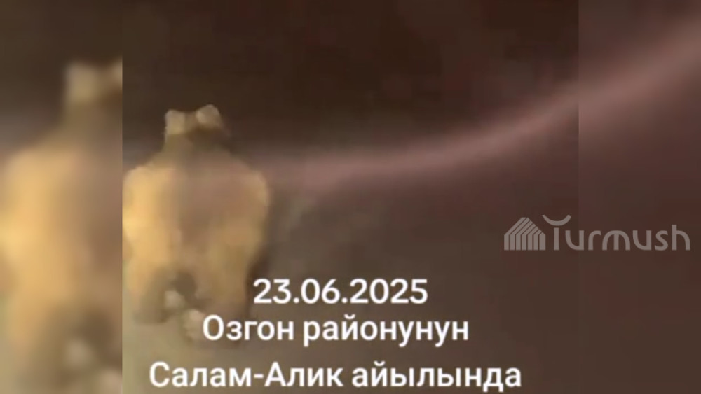 Качып бара жаткан аюу