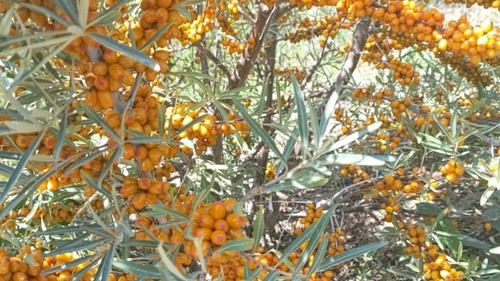 боконбаево