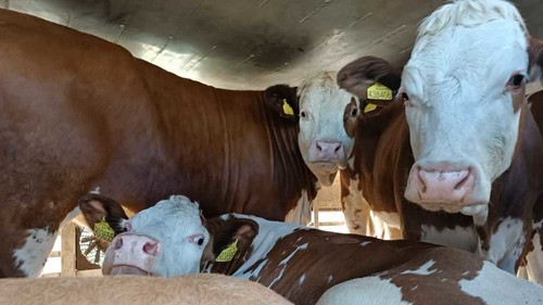 эпизоотическая безопасность