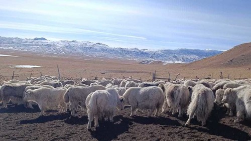 Развитие Животноводства