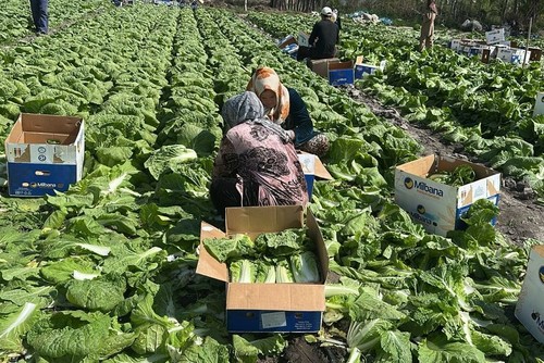 Пекинская Капуста