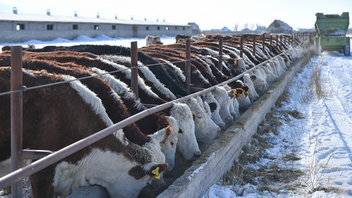 животноводство