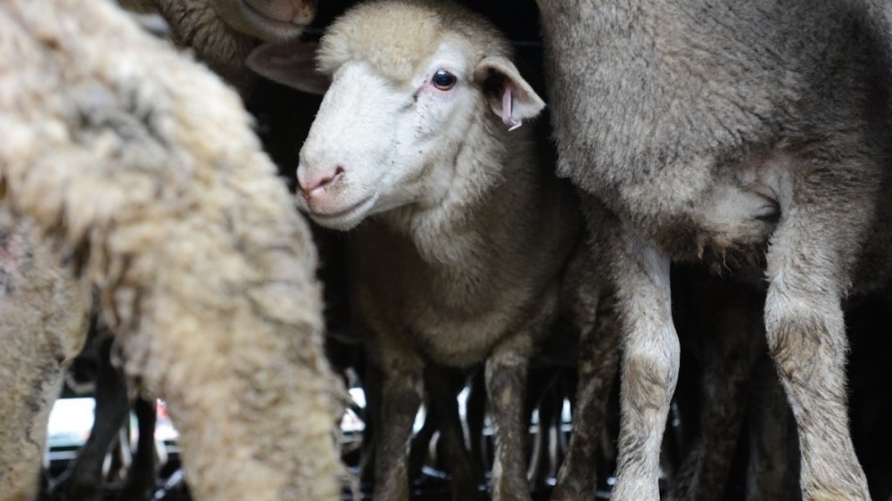 Иллюстративное фото