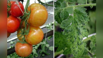 Томаты, зараженные вирусом мозаики пепино (Pepino Mosaic Virus)