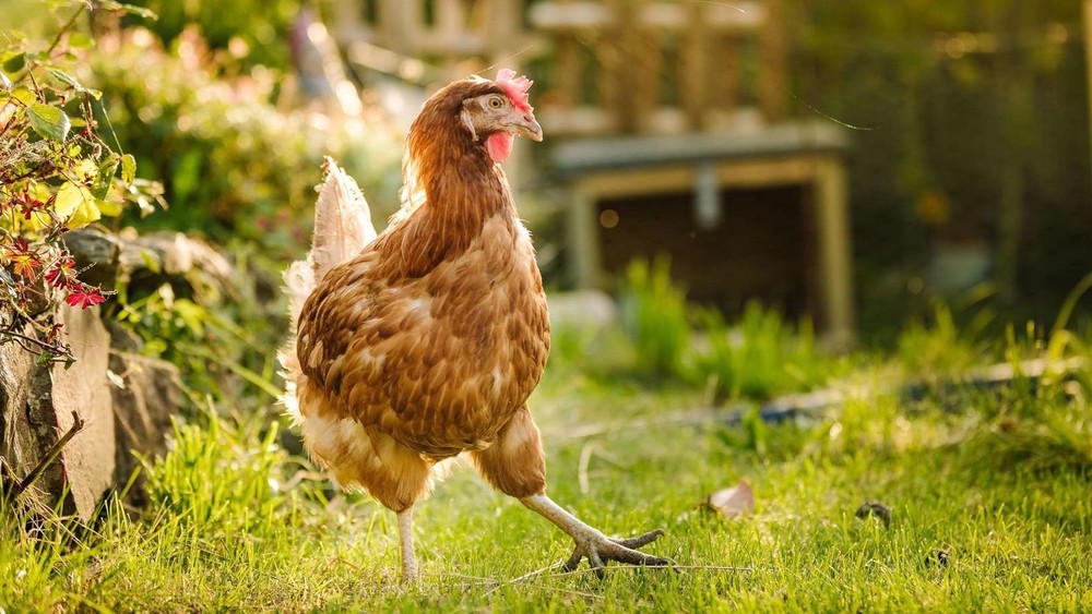 Иллюстративное фото