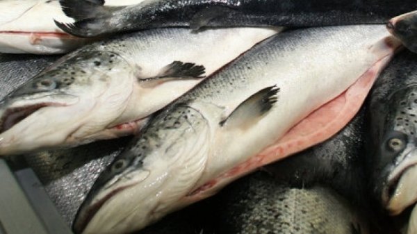 В Кыргызстане человек должен потреблять в среднем 9,1 кг рыбных продуктов в год, - Минсельхоз &mdash; Tazabek