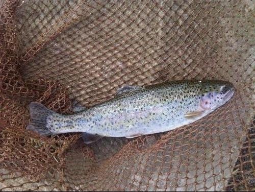 Депутаты интересуются, чем кормят форель в Кыргызстане и является ли этот корм халальным &mdash; Tazabek