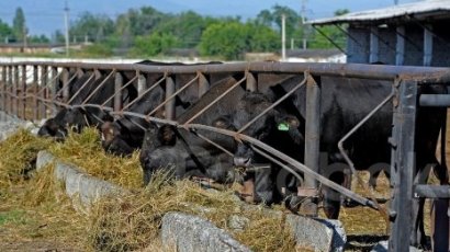 золотой теленок