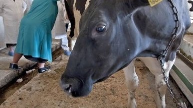 По данным на 2016 год, на освобождение от НДС поставок лекарственных средств и вакцин для животных составляет 1,2 млрд сомов &mdash; Tazabek