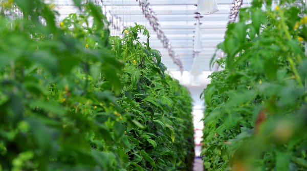 Правительство рекомендует органам МСУ продлить сроки аренды земель для ведения семеноводческого хозяйства до 20 лет &mdash; Tazabek