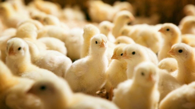 Минсельхоз выделил ряд факторов, которые сдерживают развитие птицеводства &mdash; Tazabek