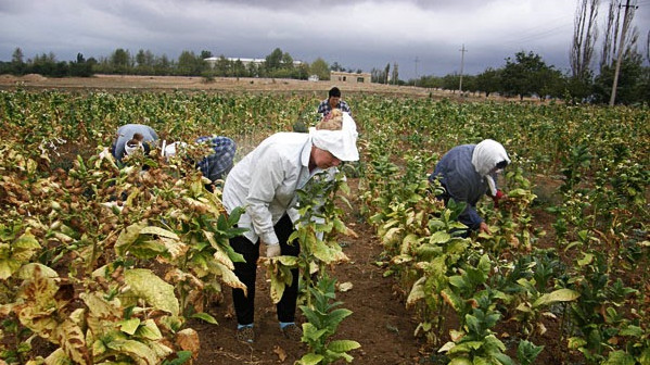 Сбор табака за последние 4 года резко сократился &mdash; в 4 раза &mdash; Tazabek