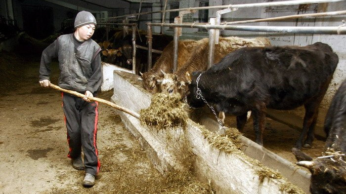 Кыргызстан временно ограничил ввоз животных и продуктов животного происхождения из Узбекистана, Туркменистана и Казахстана &mdash; Tazabek