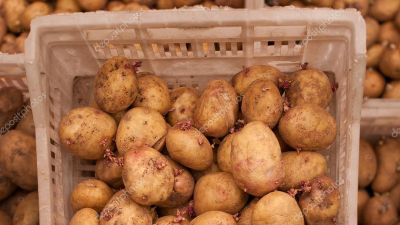 Фермерам приходится покупать привозные семена по 120 сомов за 1 кг, поэтому они в убытке, - депутат &mdash; Tazabek