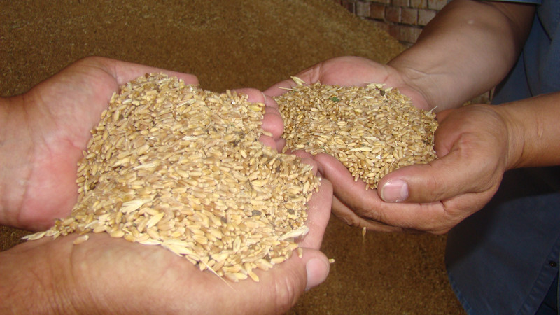 Жогорку Кенеш одобрил в 3 чтениях законопроект о государственной дотации в семеноводстве &mdash; Tazabek