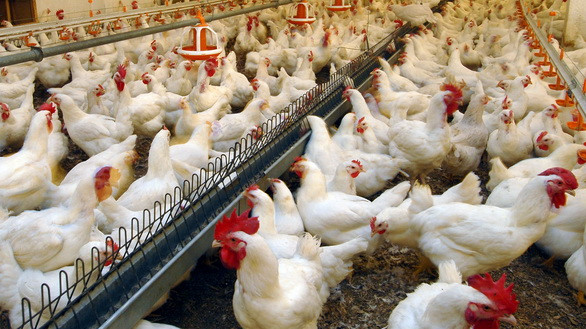 Птицеводческая отрасль в Кыргызстане гибнет, - депутат &mdash; Tazabek