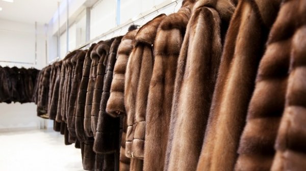 Норка, енот, песец, тюлень или какие страны поставляют в Кыргызстан шубы, дубленки и меха? &mdash; Tazabek