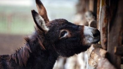 Ишачий Вопрос