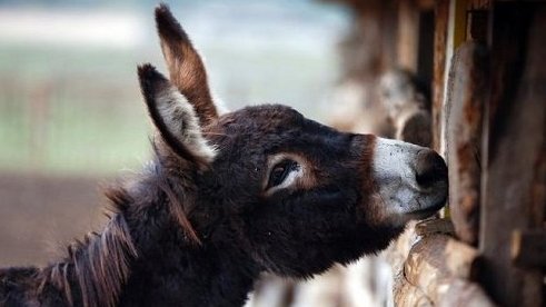 Кто и сколько зарабатывает на ослином бизнесе? (фирмы, владельцы, отчисления) — Tazabek