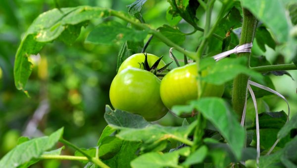 За последние 5 лет на субсидирование льготных кредитов фермерам правительство направило 1,8 млрд сомов, - Минфин &mdash; Tazabek