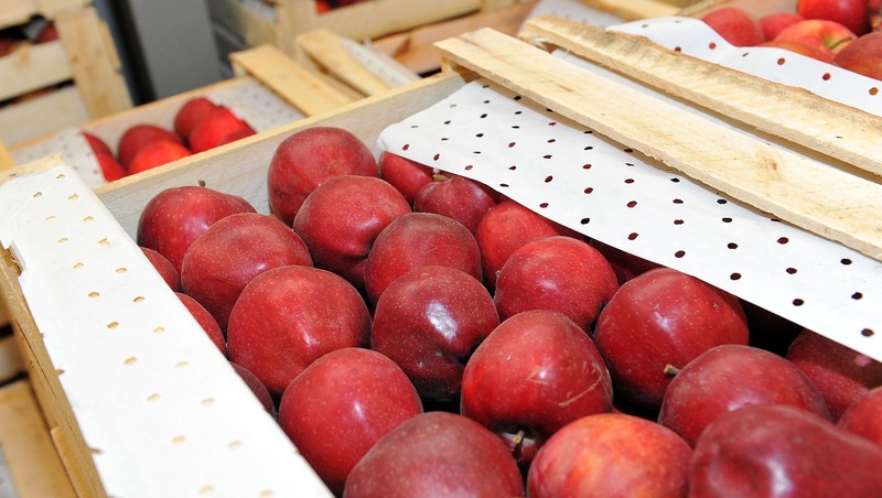 Фитосанитарная служба Казахстана готова ввести ограничения на ввоз и транзит подконтрольной продукции из Кыргызстана при систематических нарушениях &mdash; Tazabek