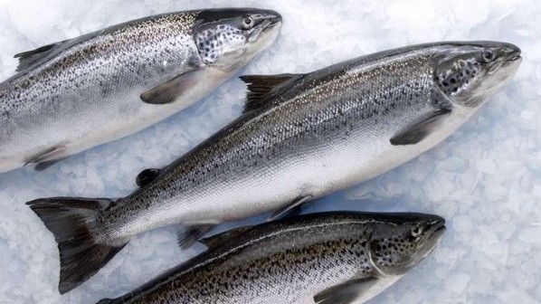 Из каких стран в Кыргызстан завозят лосось и в каких объемах? &mdash; Tazabek