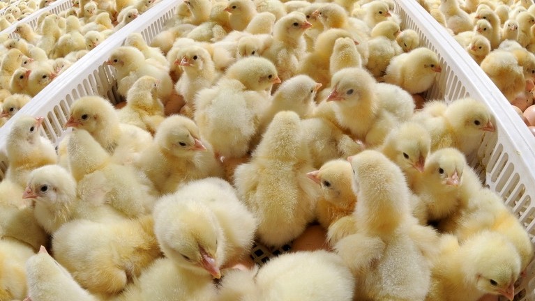 Минсельхоз предлагает утвердить программу субсидирования на развитие птицеводства на 2018-2022 годы, в том числе отмену НДС в 12% на ввозимые корма &mdash; Tazabek