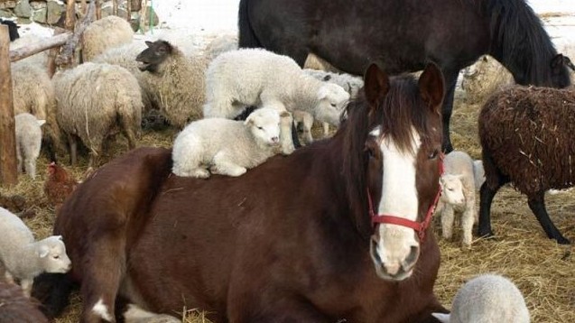 Правительство утвердило положение о порядке осуществления частной ветеринарной практики в Кыргызской Республике &mdash; Tazabek