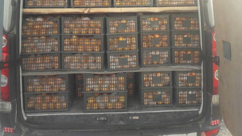 Таможня пресекла незаконный ввоз 1,8 тонн мандаринов из Таджикистана &mdash; Tazabek