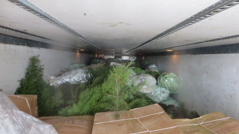 Россельхознадзор не пропустил 15,3 тыс. саженцев смородины, винограда, розы, луковиц гладиолуса из Кыргызстана &mdash; Tazabek