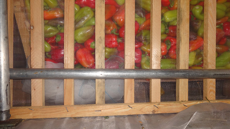 В Оренбургскую область не пропустили 430 тонн растительной продукции из Казахстана и Кыргызстана &mdash; Tazabek