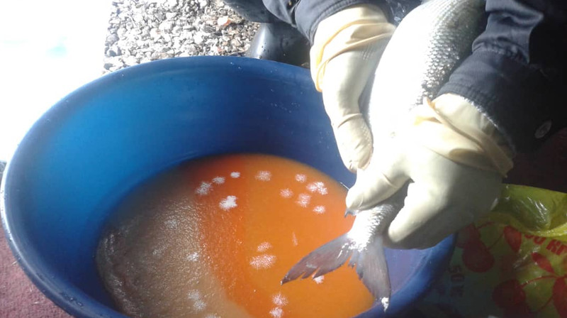 В Тонском рыборазводочном заводе запустили некоторые виды рыб &mdash; Tazabek