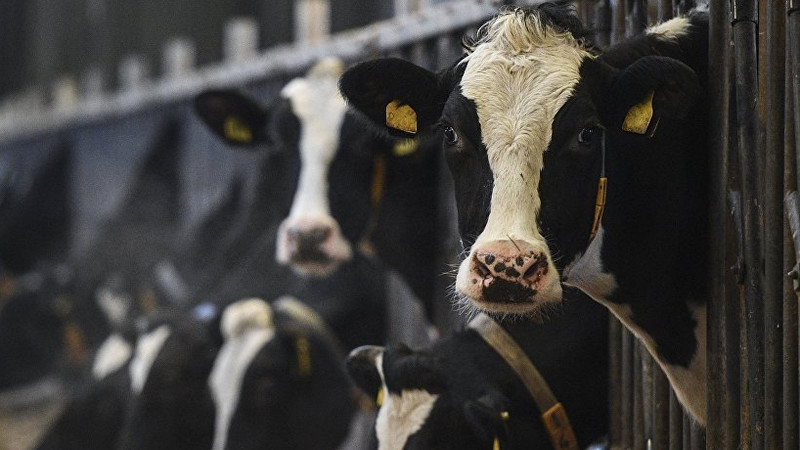 Бизнес на копытах: В Кыргызстане работают 25 племенных заводов (список) &mdash; Tazabek