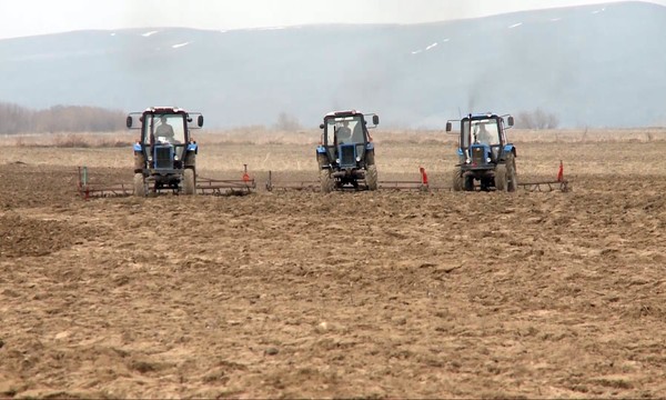 Минсельхоз в 2017 году сократил посевы пшеницы и увеличил посевы хлопка и сахарной свеклы &mdash; Tazabek