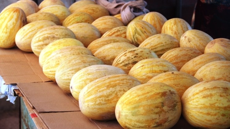 В 2016 году Кыргызстан не осуществлял экспорт дыни, - Минсельхоз &mdash; Tazabek