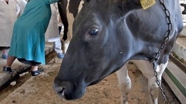 На Программу развития племенного животноводства в Кыргызстане на 2017-2021 годы нужно 90 млн сомов &mdash; Tazabek