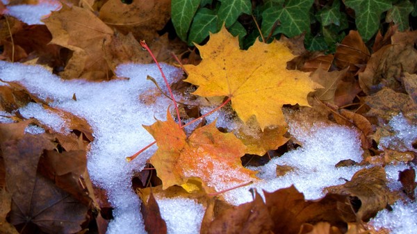 Главное фото