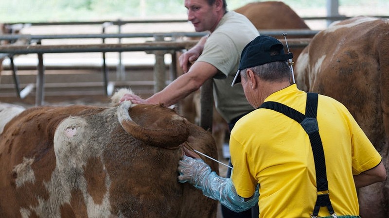 По Кыргызстану насчитывается 290 пунктов искусственного осеменения животных, - Минсельхоз &mdash; Tazabek