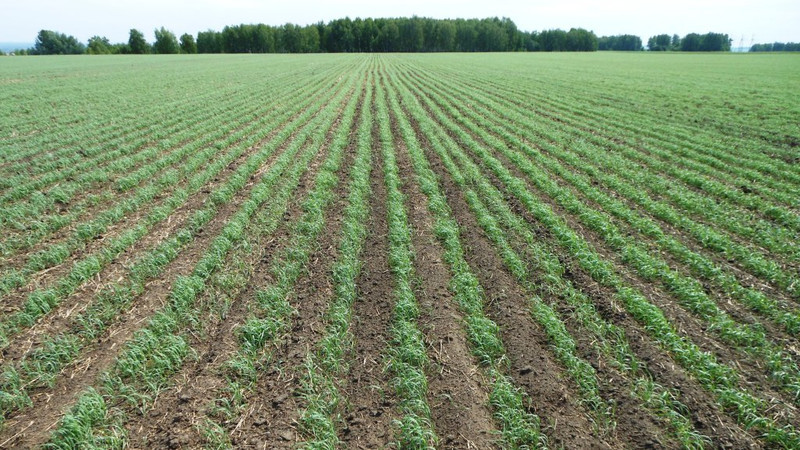 Сельское хозяйство: Насколько регионы Кыргызстана готовы к посеву? &mdash; Tazabek