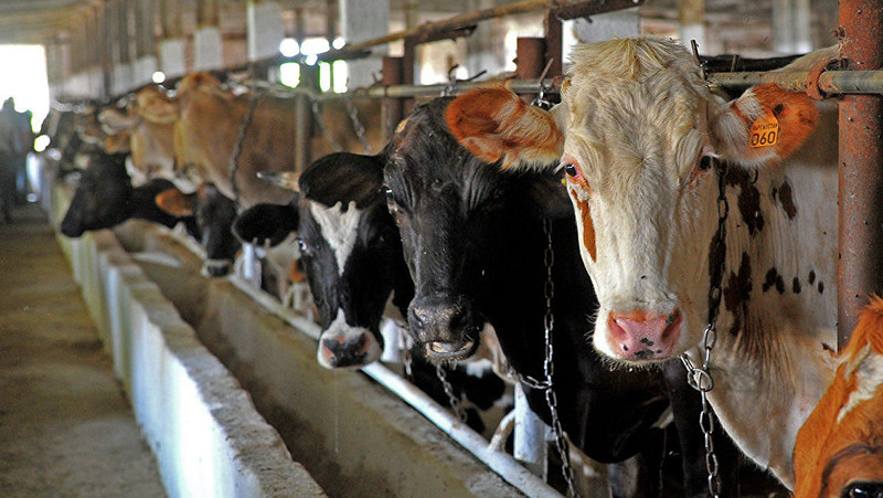 Госветинспекция использует 5 систем регистрации и прослеживаемости крупно-рогатого скота &mdash; Tazabek