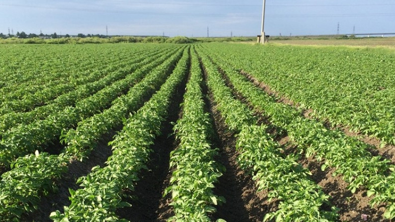 Какие виды сельхозкультур занимают наибольшую территорию посевных земель в КР? (показатели) &mdash; Tazabek