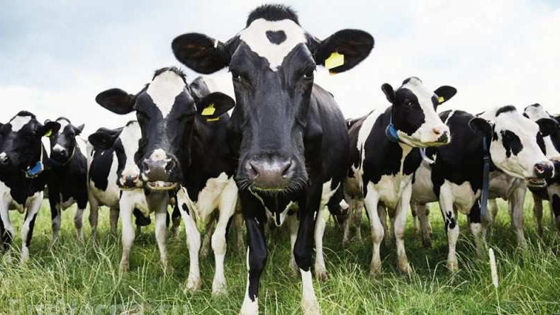 Консультантами в проектах сельхозназначения выступают те, кто даже вымя коровы в жизни не видел, - депутат &mdash; Tazabek