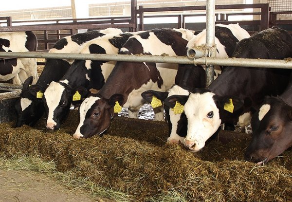 Правительство внесло поправки в правила идентификации животных &mdash; Tazabek