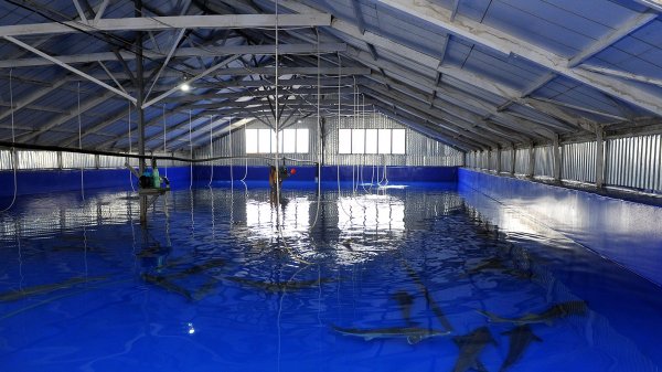 Сколько рыбных хозяйств есть в Иссык-Кульской области? (объемы, площади) &mdash; Tazabek