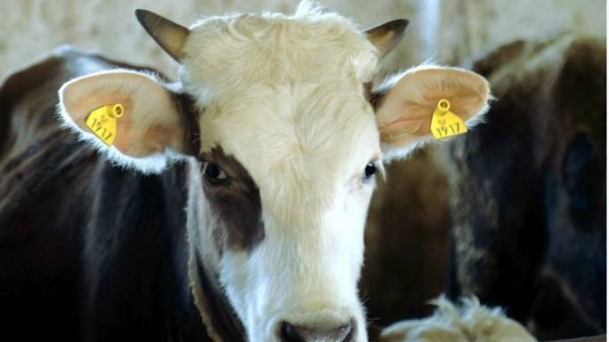 Госветсинспекция в рамках технической помощи России для идентификации животных закупила оргтехнику на $2,2 млн &mdash; Tazabek