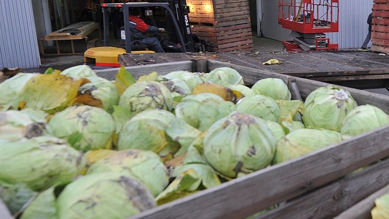 Россельхознадзор не пропустил 20 тонн капусты из Кыргызстана с недействительными документами &mdash; Tazabek