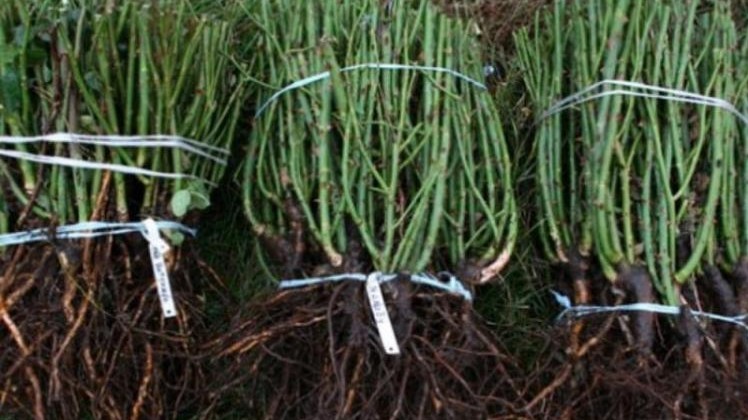 Россельхознадзор не пропустил 6 тыс. саженцев роз из Кыргызстана из-за отсутствия фитосанитарного сертификата &mdash; Tazabek