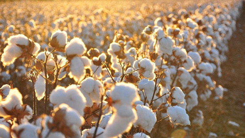 ТОП-5 хлопковых компаний Кыргызстана или кто отчислил в бюджет 7,5 млн сомов? &mdash; Tazabek